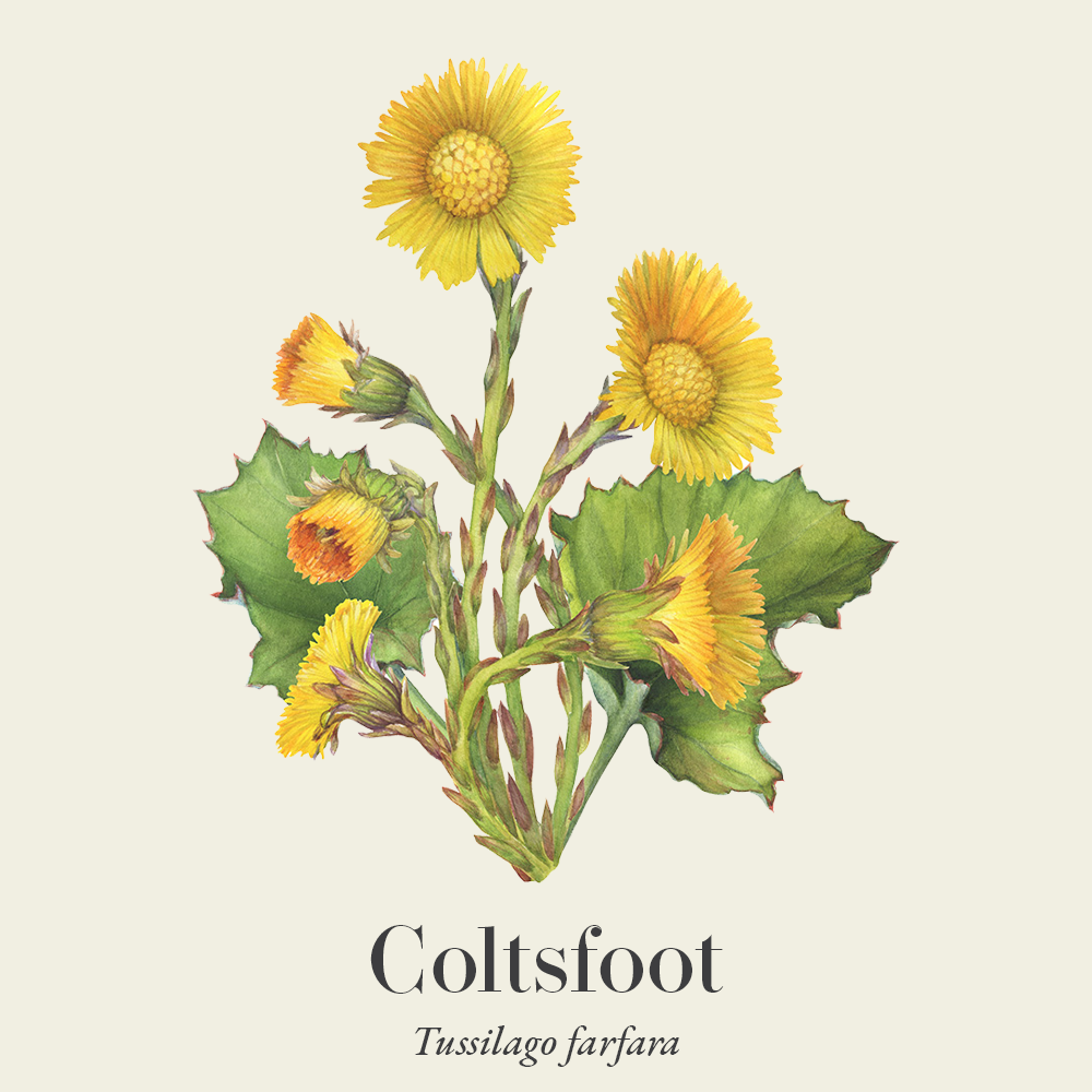 Coltsfoot (Tussilago farfara)