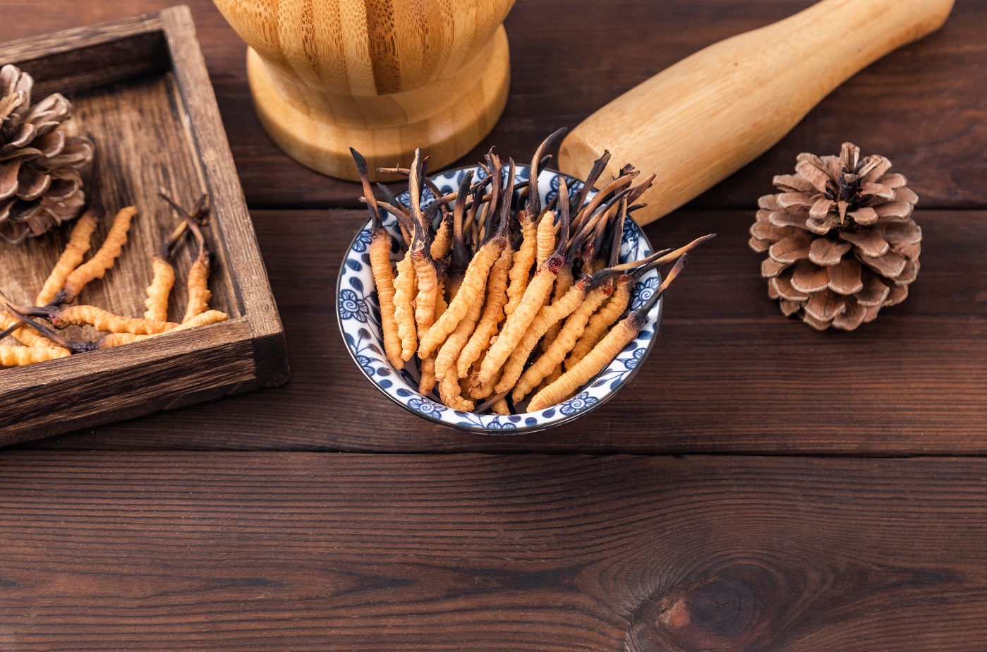 Cordyceps (Ophiocordyceps sinensis)