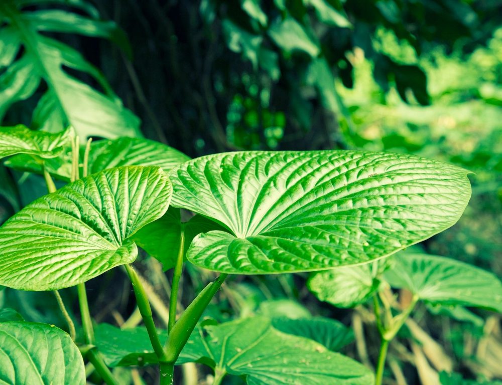 Kava Treatment Of Anxiety