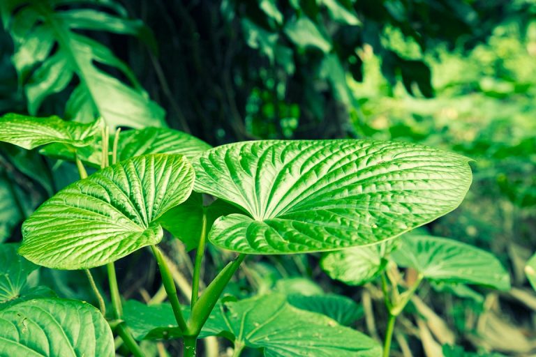 Kava study: Treatment of anxiety