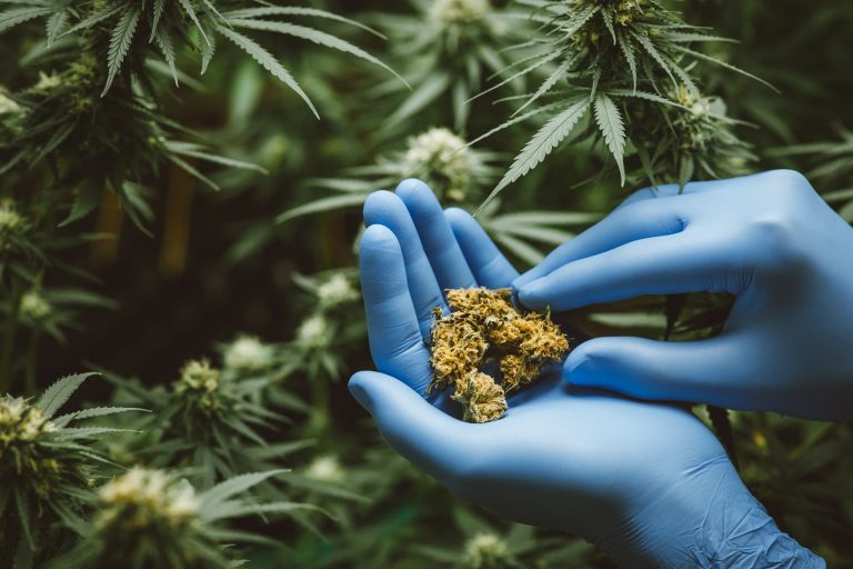 Cannabis study: Stress and pain treatment