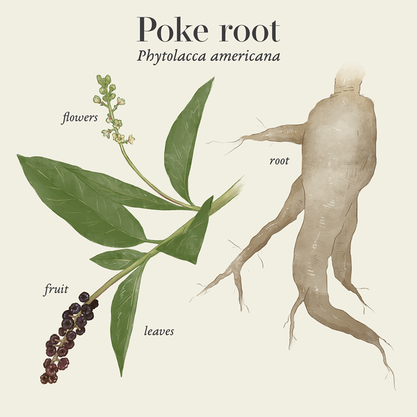 Poke root (Phytolacca americana)