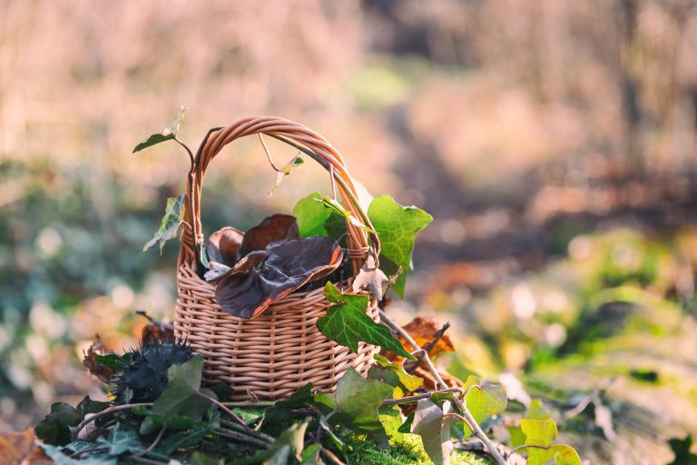 Winter foraging: The season of the de-pressed or deep-rest?