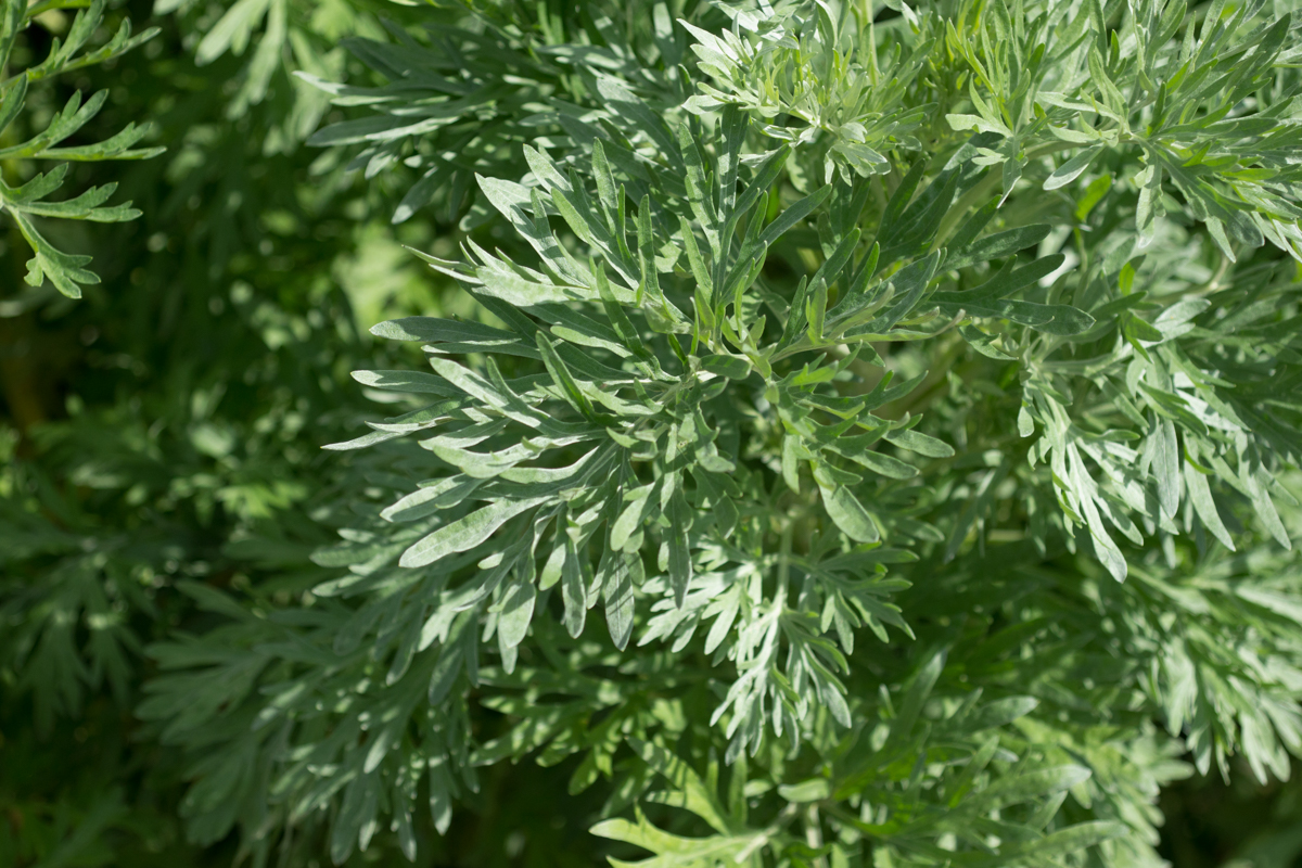 Wormwood (Artemisia absinthium)