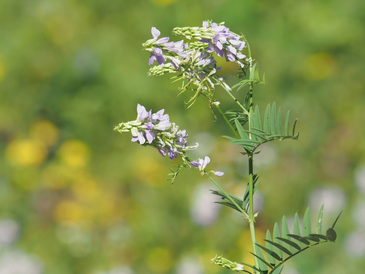 Goat’s rue | Herbs | Herbal Reality