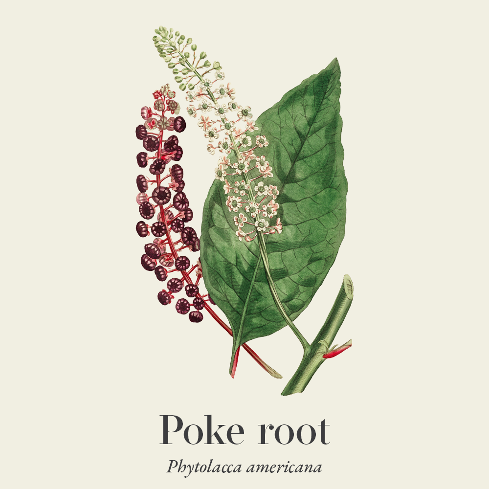 Poke root (Phytolacca americana)