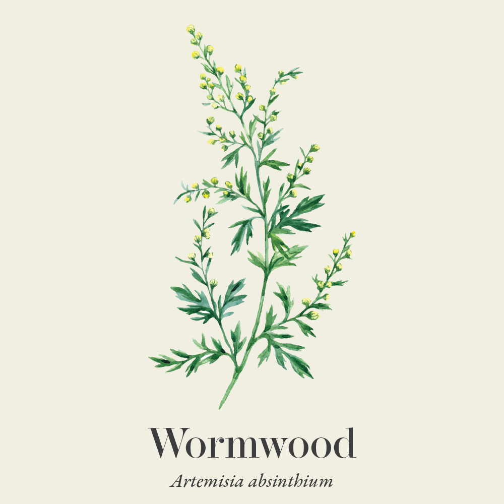 Wormwood (Artemisia absinthium)