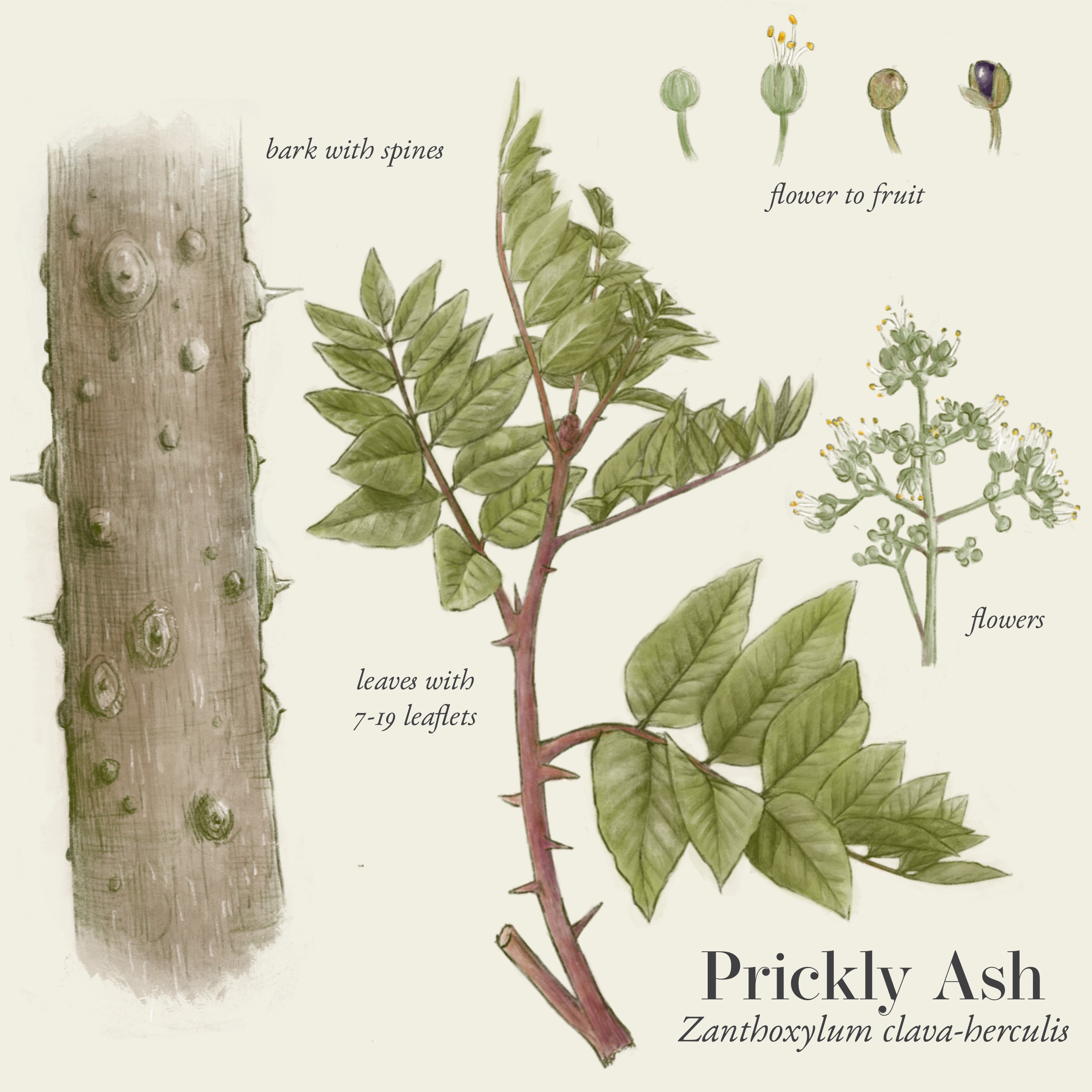 Prickly Ash Illustration
