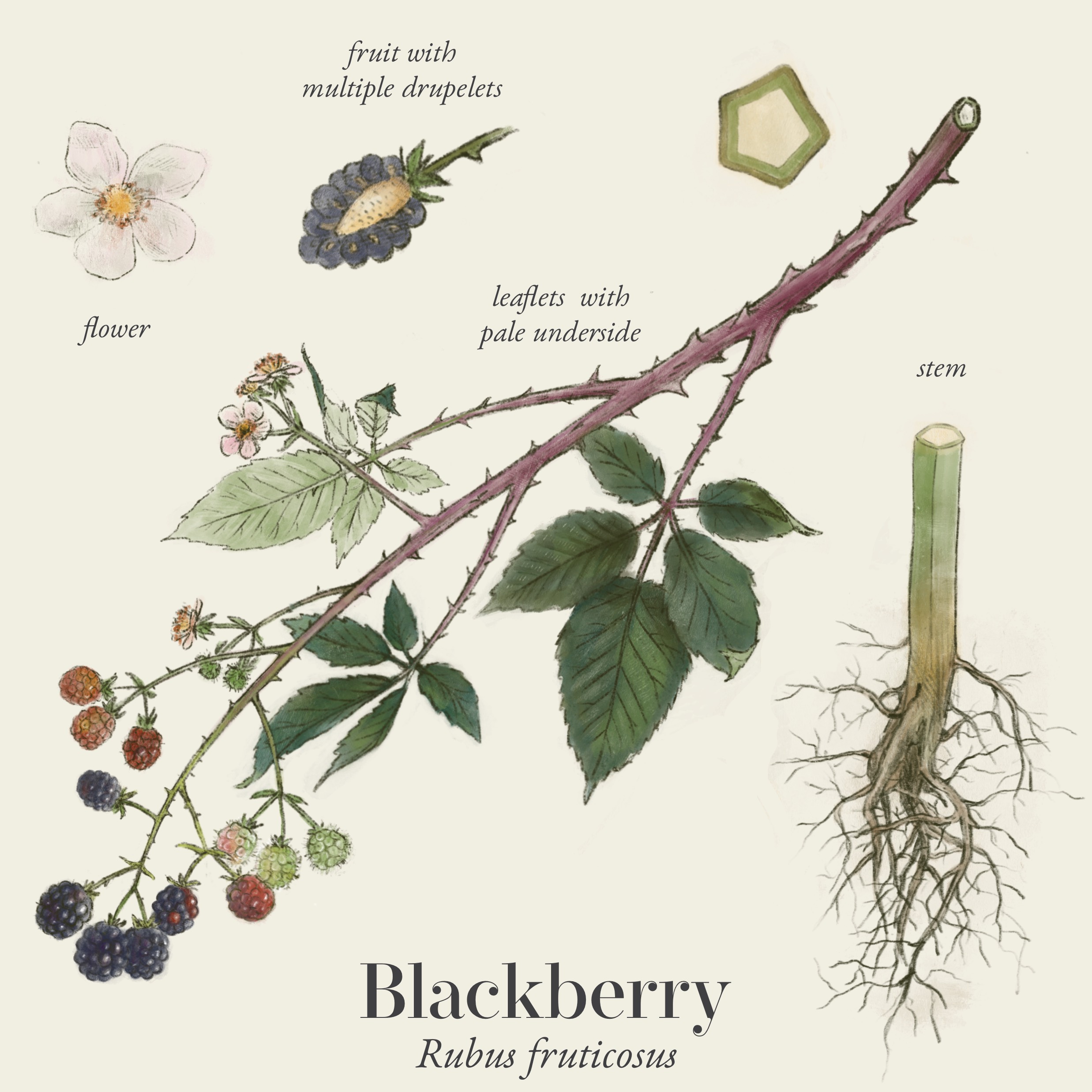 Blackberry Illustration