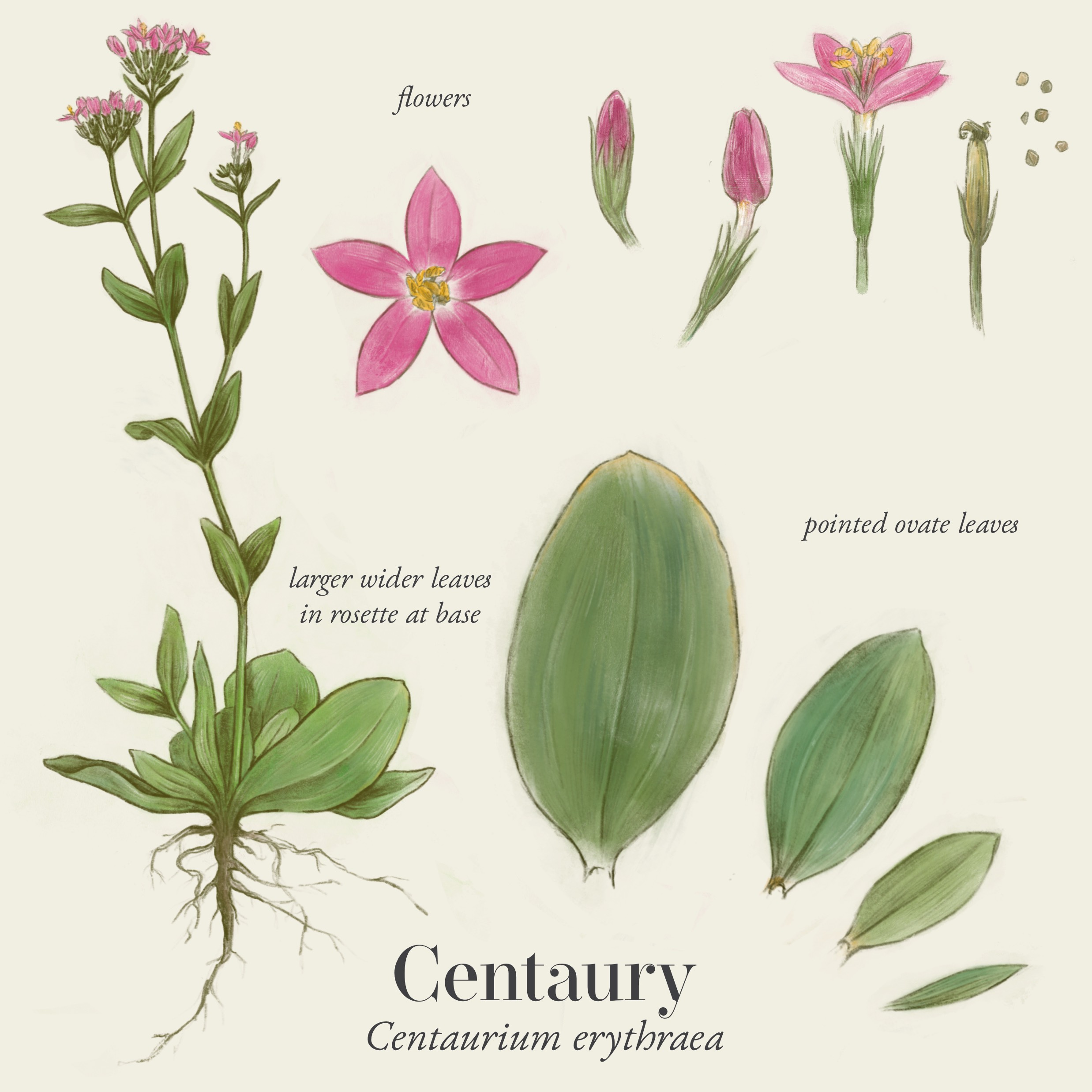 Centaury Illustration