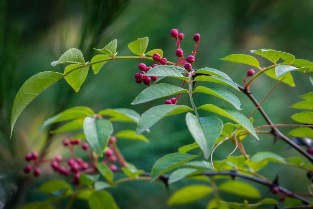 Prickly ash (Zanthoxylum americanum)