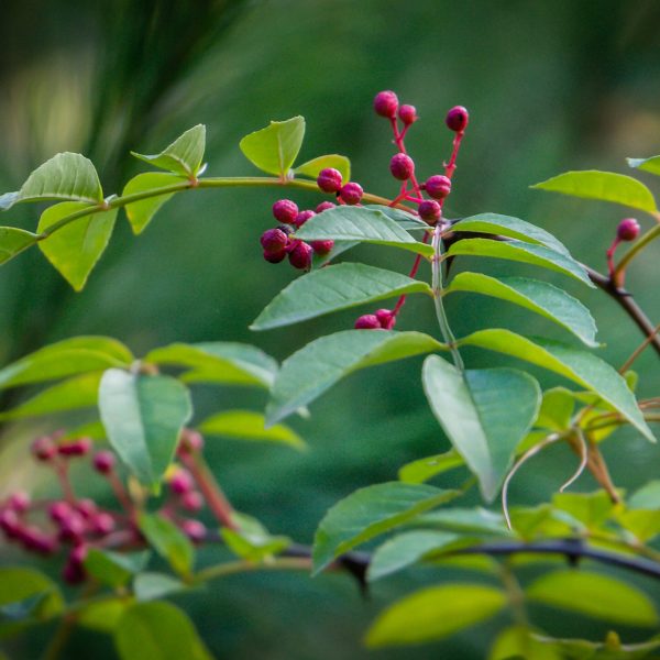 Prickly ash (Zanthoxylum americanum)