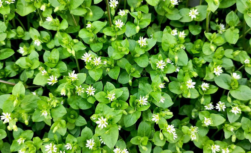 Chickweed (Stellaria media)