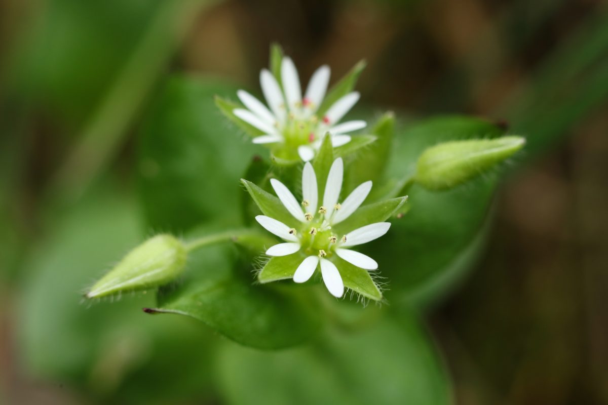 Chickweed | Herbs | Herbal Reality