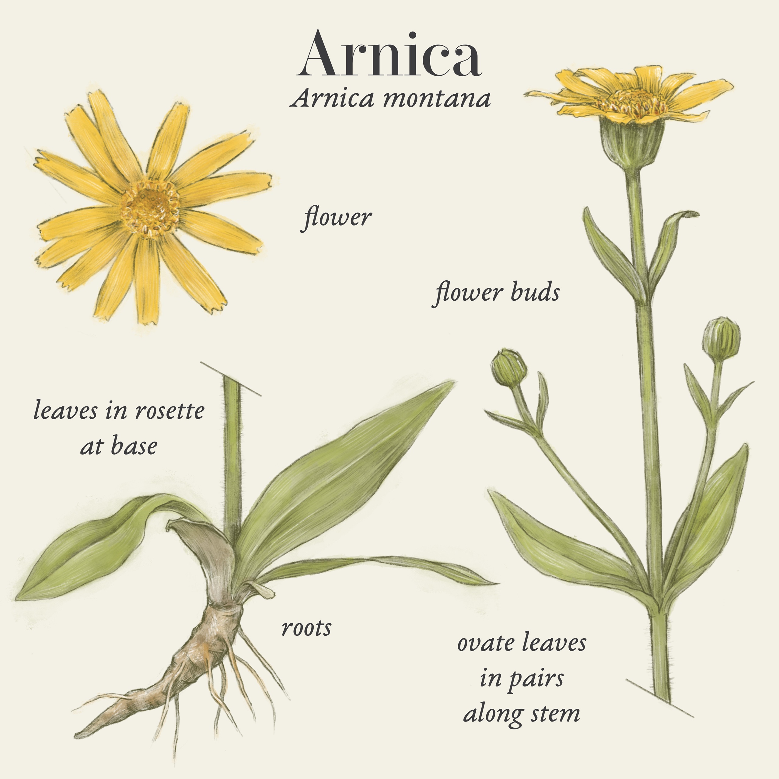 Arnica (Arnica montana L.)