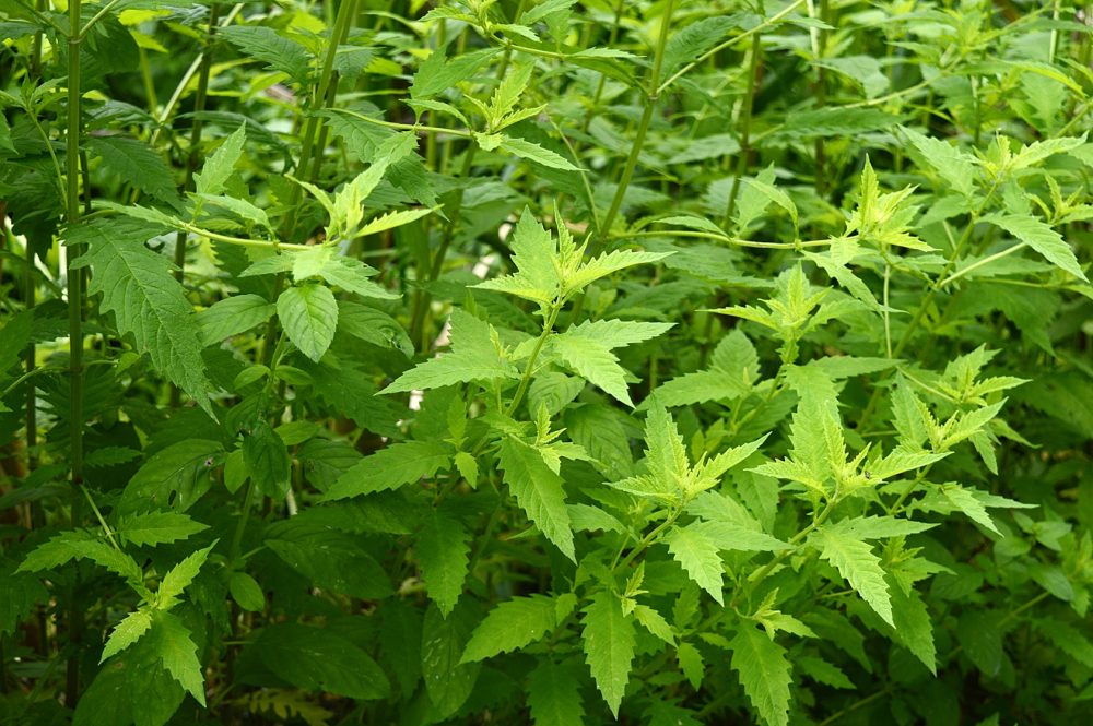Bugleweed (Lycopus europaeus)