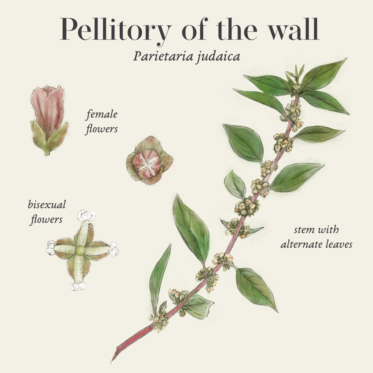 Pellitory of the wall (Parietaria officinalis)