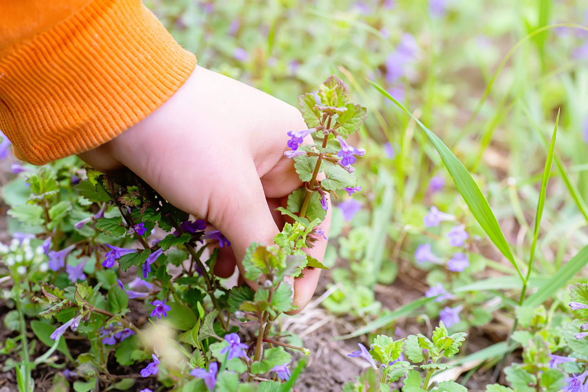 Spring foraging walk and remedy making workshop