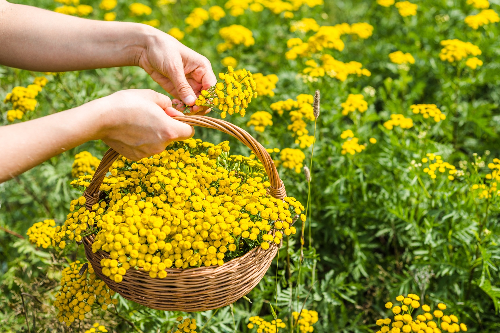 Foraging and wildcrafting days (Spring) with Joanna Webber