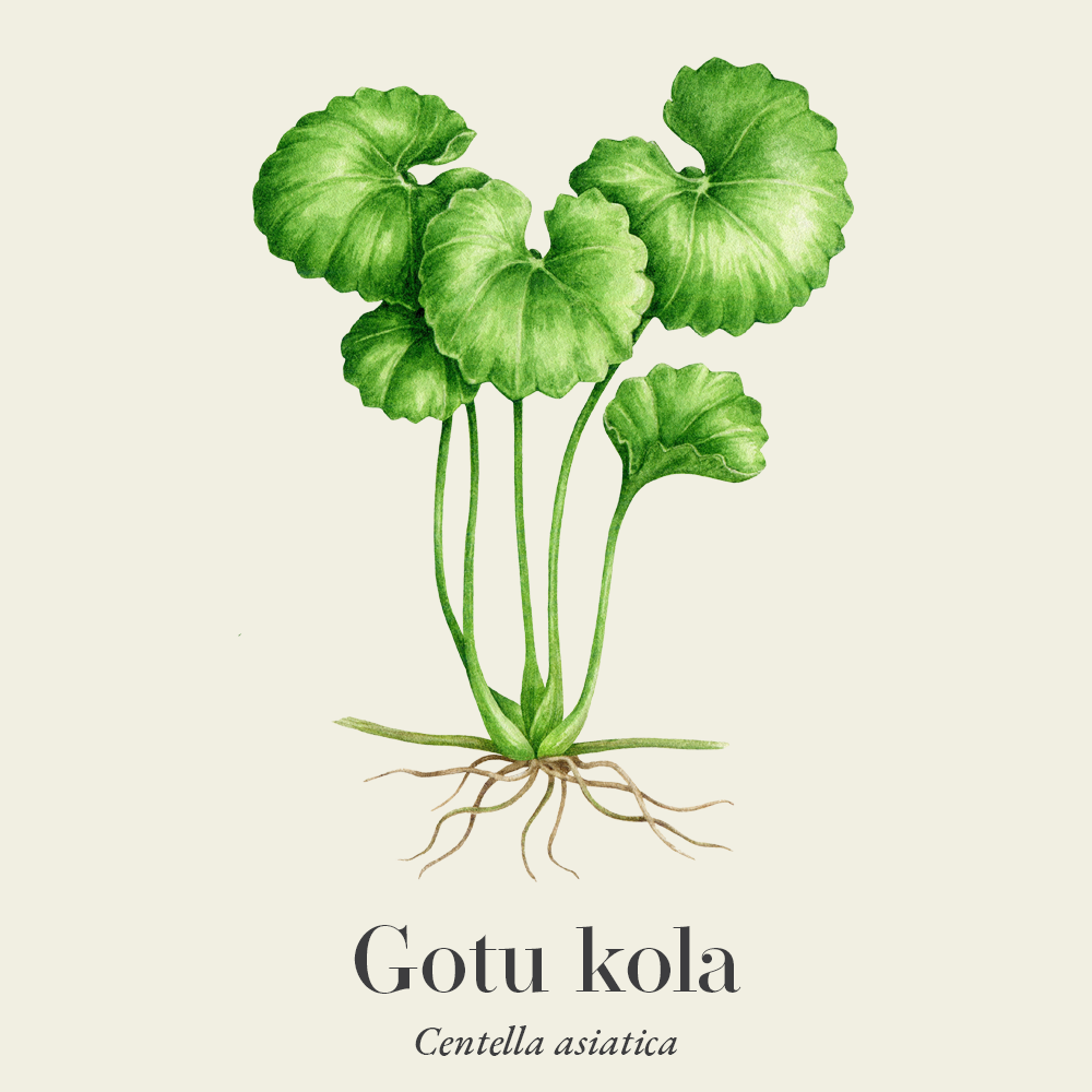 Gotu kola (Centella asiatica)
