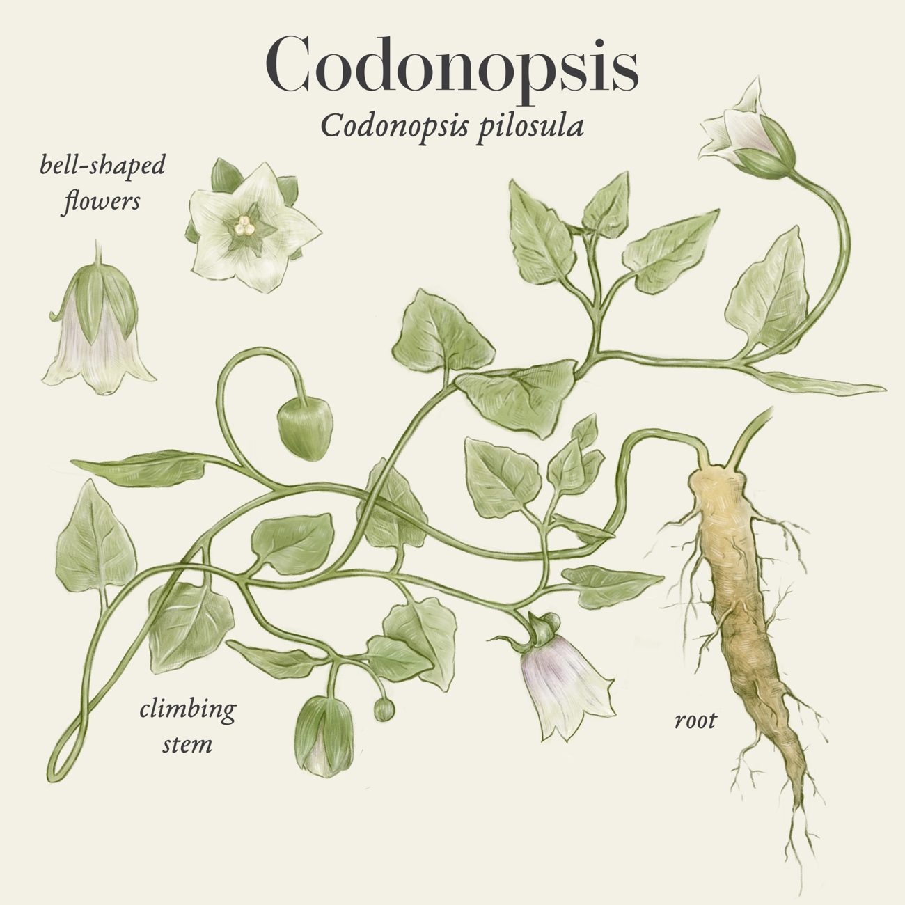 Codonopsis (Codonopsis pilosula)