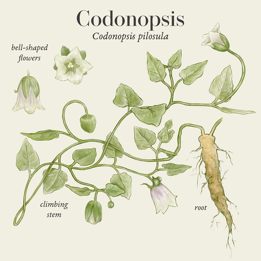 Codonopsis (Codonopsis pilosula)