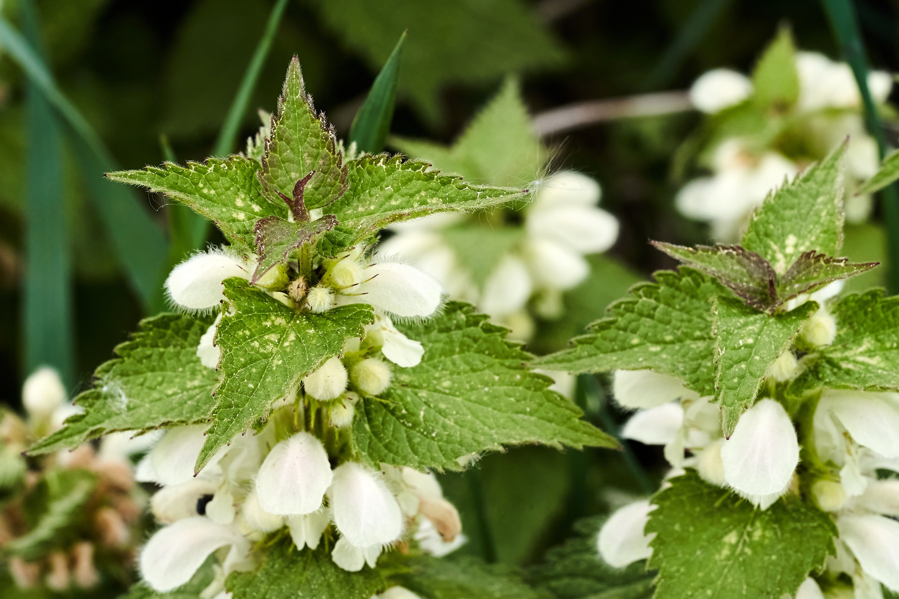 Cooking spotlight: Nettle