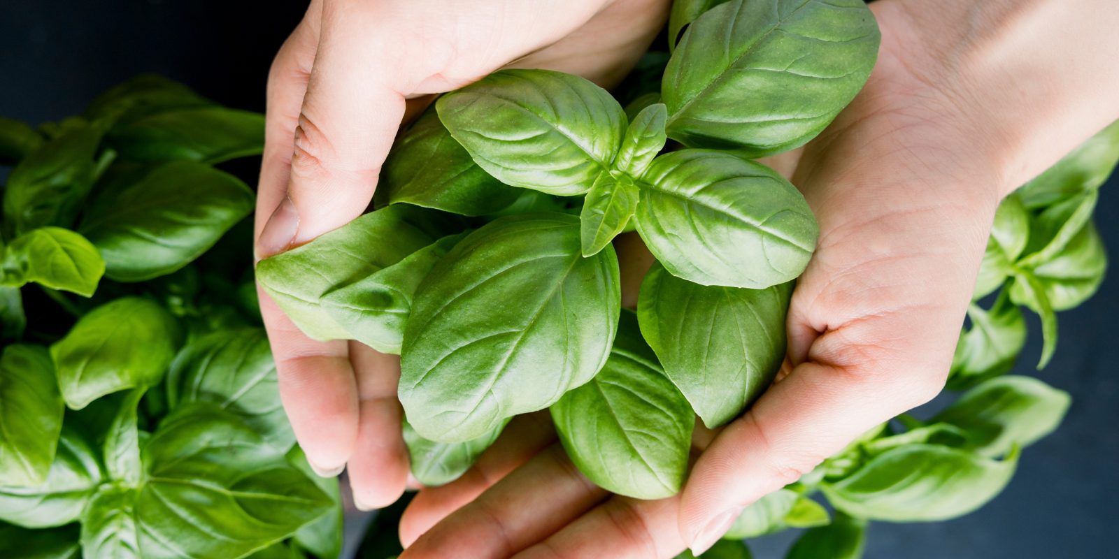 Basil Alleviation Of Menopausal Symptoms