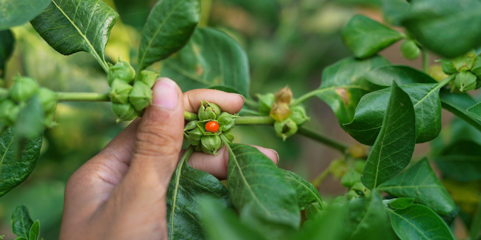 Ashwagandha Testosterone And Male Vitality