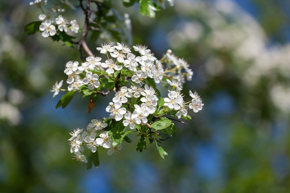 Hawthorn (Crataegus spp)