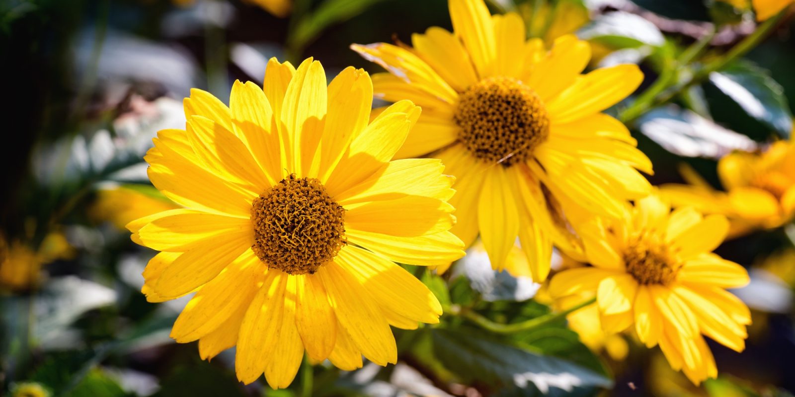 Arnica Postoperative Pain And Swelling Relief After Dental Surgery