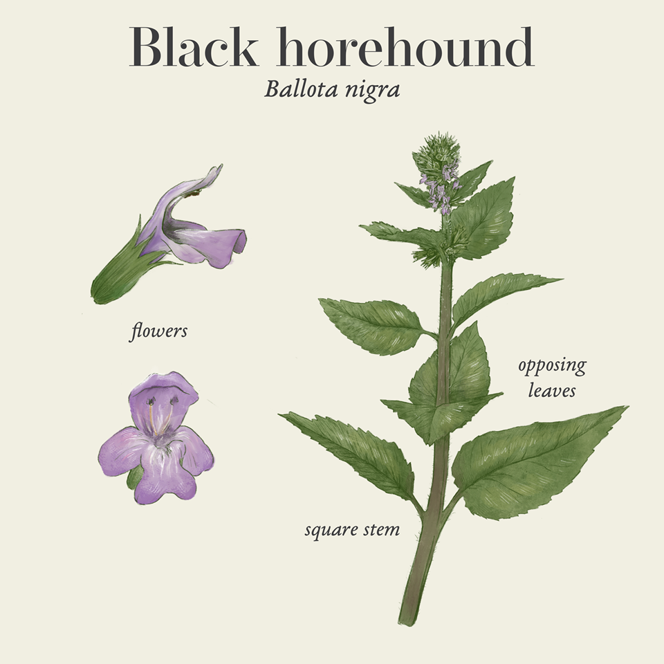 Black horehound (Ballota nigra)