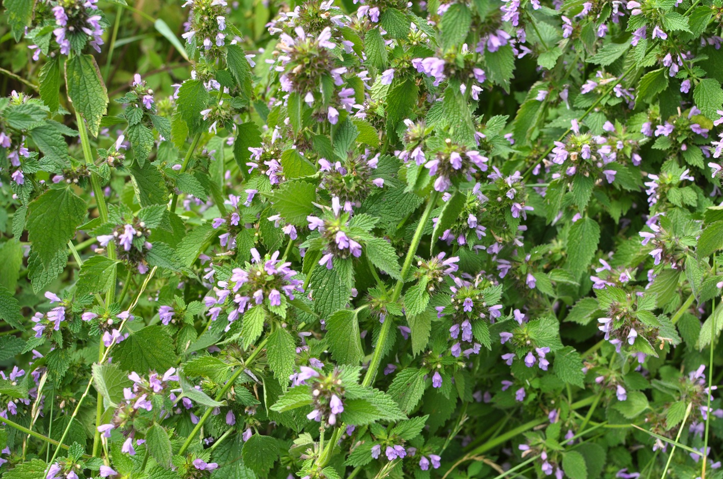 Black horehound