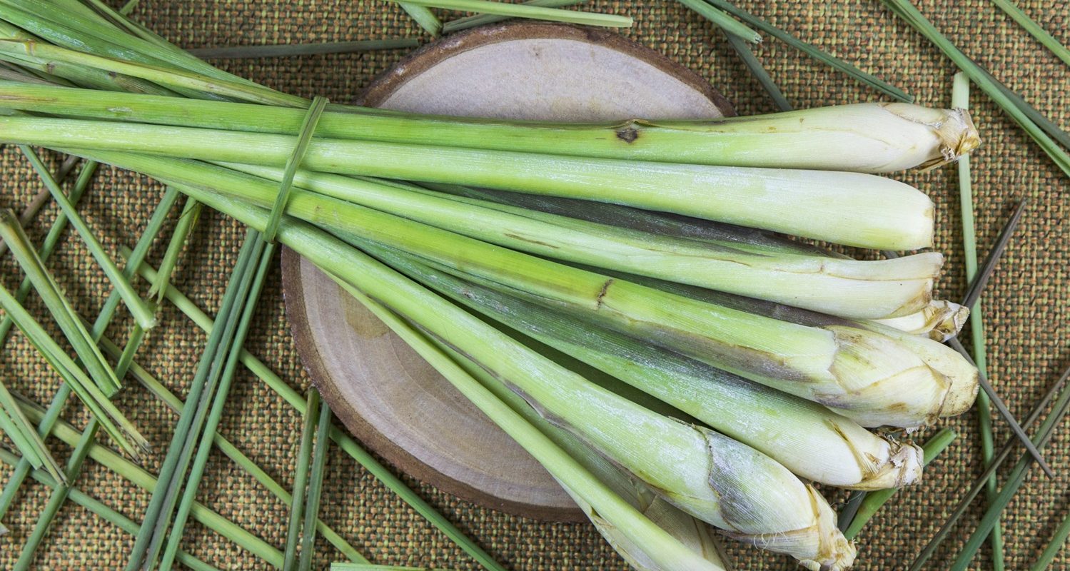 Lemongrass Alleviates Anxiety During Dental Procedure