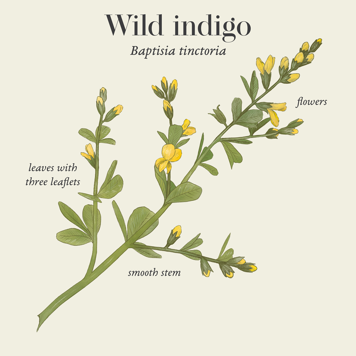 Wild indigo (Baptisia tinctoria)