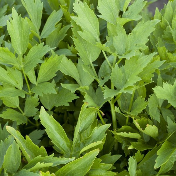 Lovage (Levisticum officinale)
