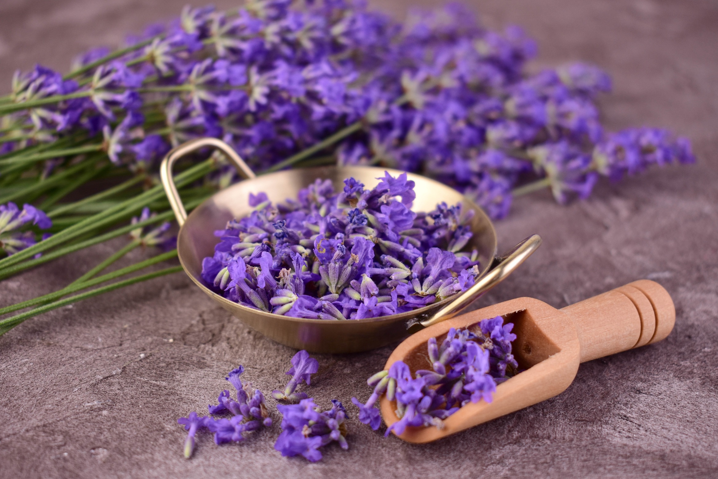 Lavandula Species At The Interface Of Traditional Use Quality Challenge And Clinical Evidence