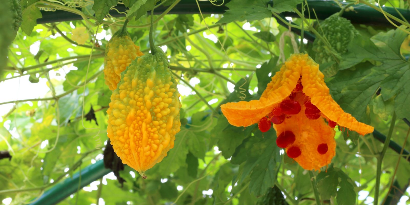 Bitter Gourd Blood Glucose In Diabetes