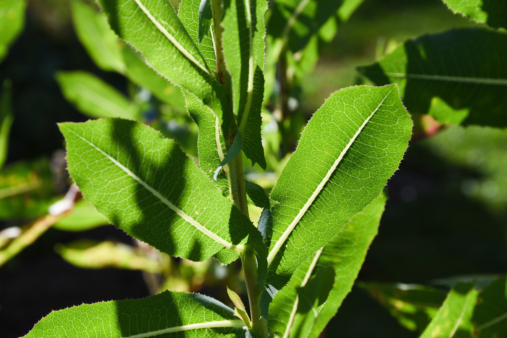Wild Lettuce Lactucarium Extract Recipe Wild Lettuce Recipes Herbal Wild Lettuce Lactucarium Extract Recipe Wild Lettuce Recipes Herbal