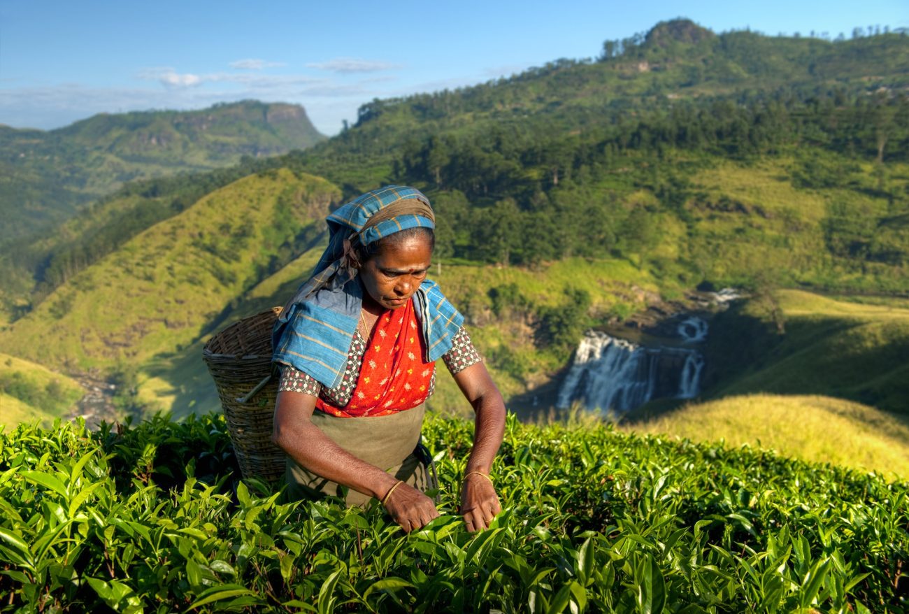 The Sustainable Herbs Initiative An Industry Rooted In Reciprocity