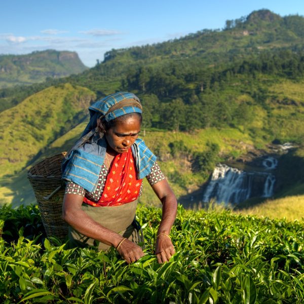 The Sustainable Herbs Initiative An Industry Rooted In Reciprocity