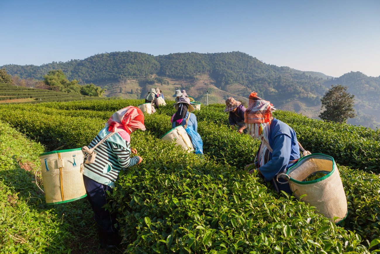 The Sustainable Herbs Initiative Learning Journeys