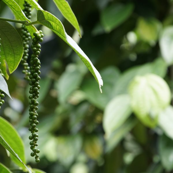 Black pepper (Piper nigrum)