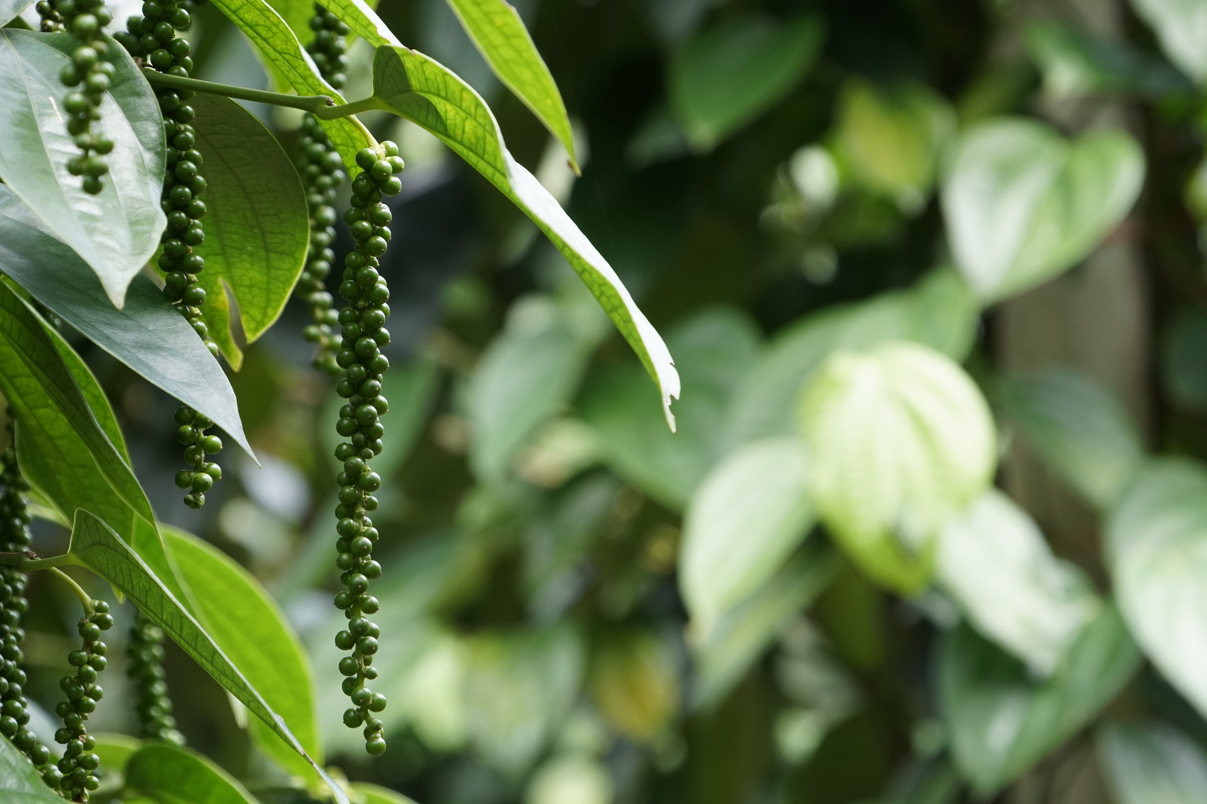 Black pepper (Piper nigrum)