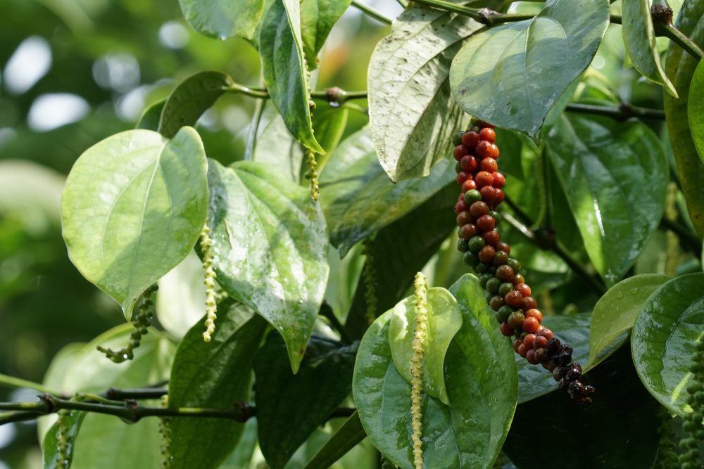 Black pepper (Piper nigrum)