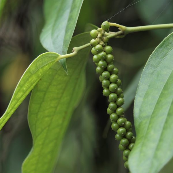 Black pepper (Piper nigrum)