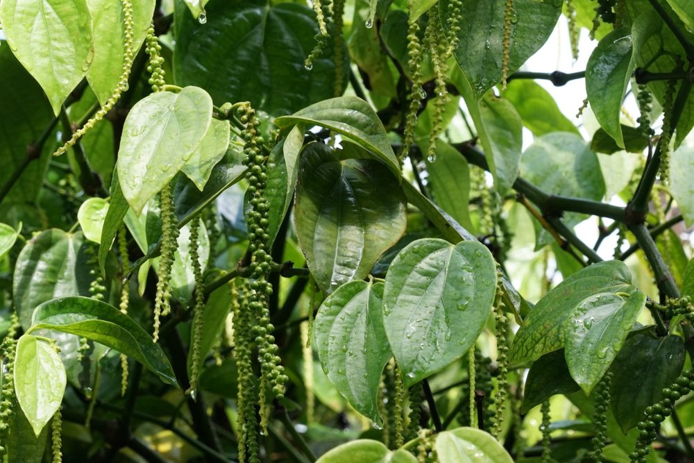 Black pepper (Piper nigrum)