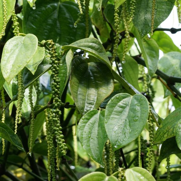 Black pepper (Piper nigrum)