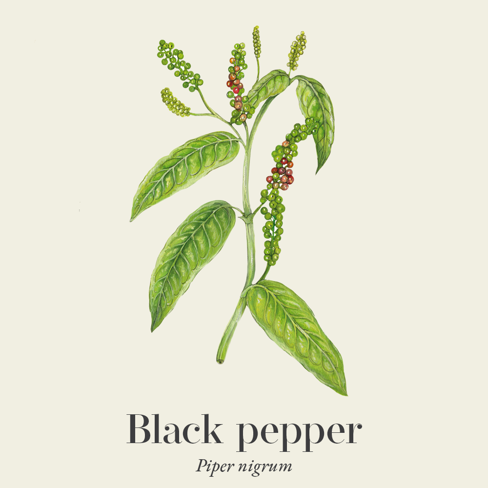 Black pepper (Piper nigrum)