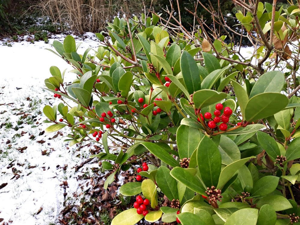 Wintergreen (Gaultheria procumbens)